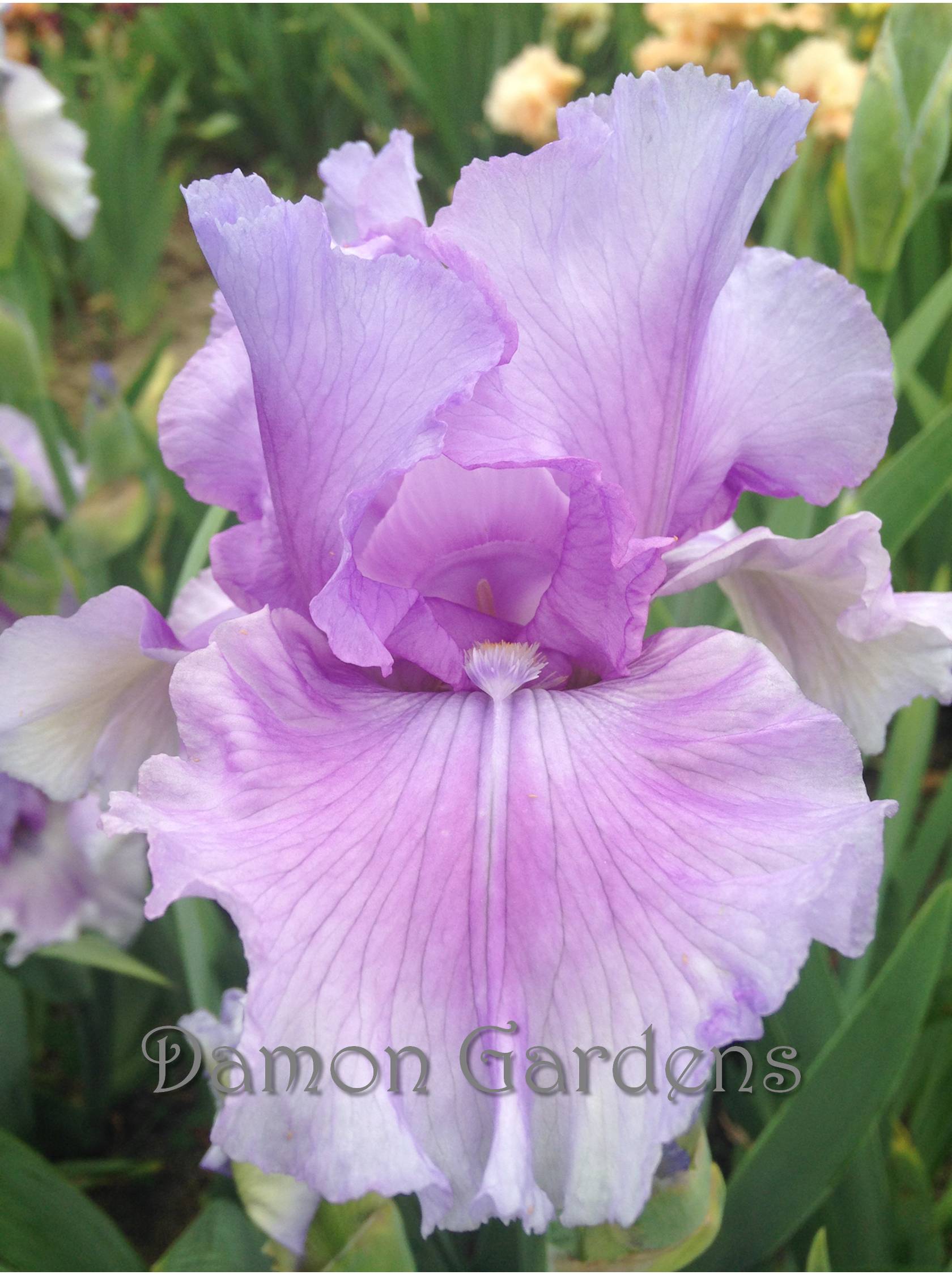 Iris Orchid Dove